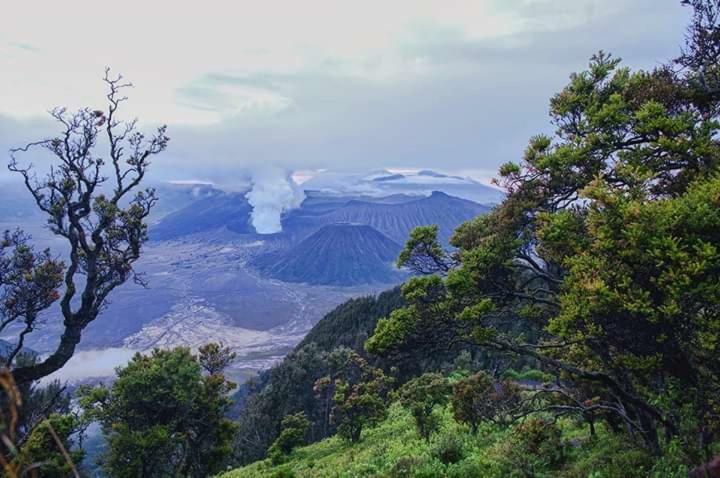 Ijen Mansjestic B&B Tamansuruh Bagian luar foto